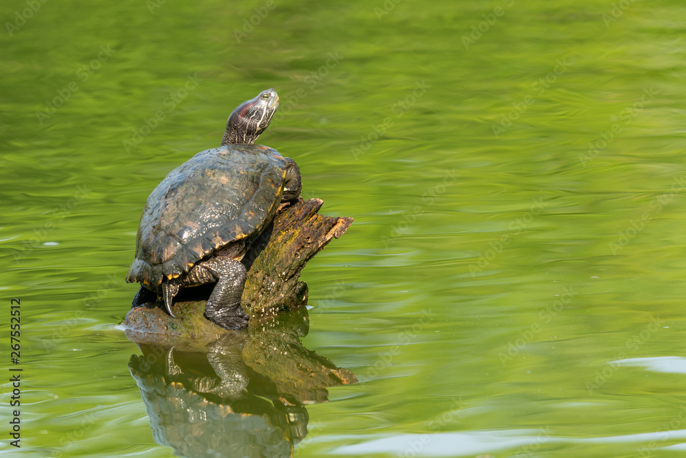 Fototapeta premium Pond slider turtle resting on tree stump in a pond