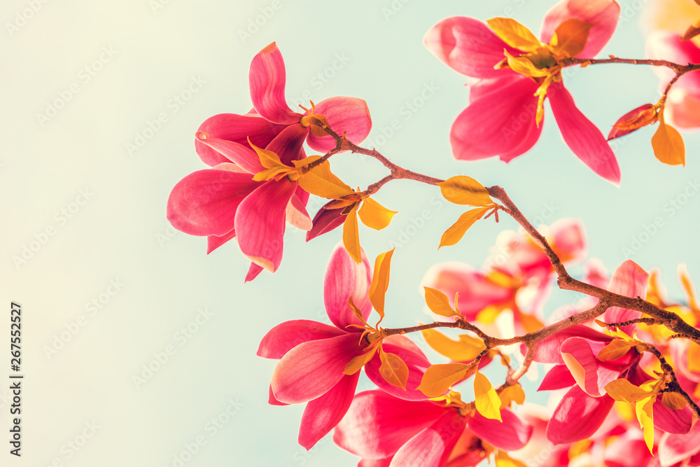 Vintage blossoming magnolia flowers against the blue sky. Springtime