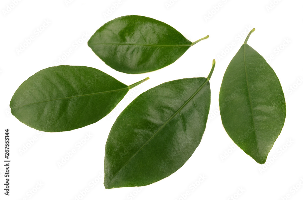 green leaf green leaf