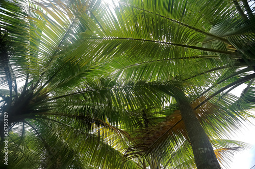 Trees in the jungle in Asia