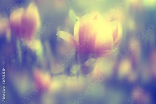 blurred background flowers / concept not clear soft background for design spring mood