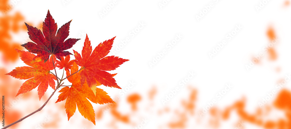 Japanese maple tree autumn branch isolated on white