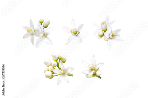 Neroli flowers set isolated on white