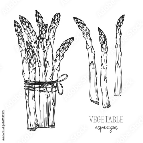 Asparagus isolated on white background. Vector illustration