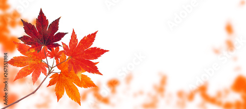 Japanese maple tree autumn branch isolated on white