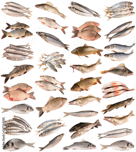 collection fishes