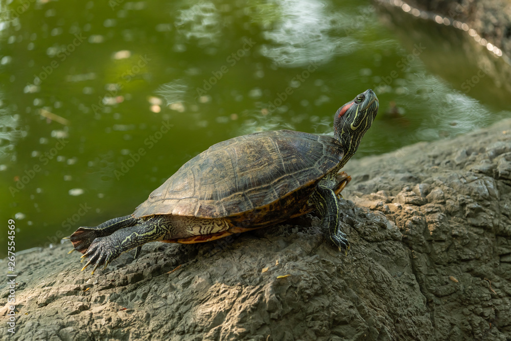 Obraz premium Pond slider turtle resting on rock while stretching its back legs near a pond