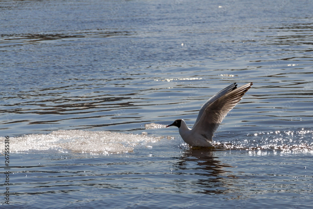 Naklejka premium the seagull sits down on a reservoir surface with an ice floe