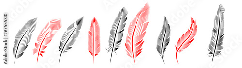 Collection of feather illustration, drawing, engraving, ink line art