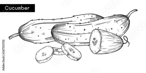 Set of different cucumbers isolated on white background. Vector