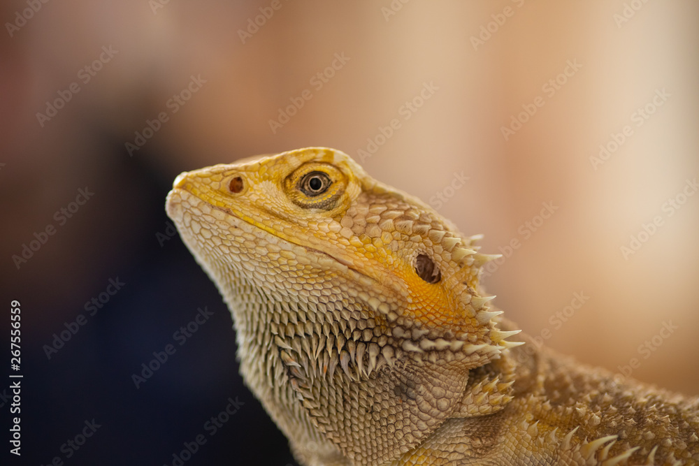 Fototapeta premium Australian Bearded Dragon (Pogona vitticeps)