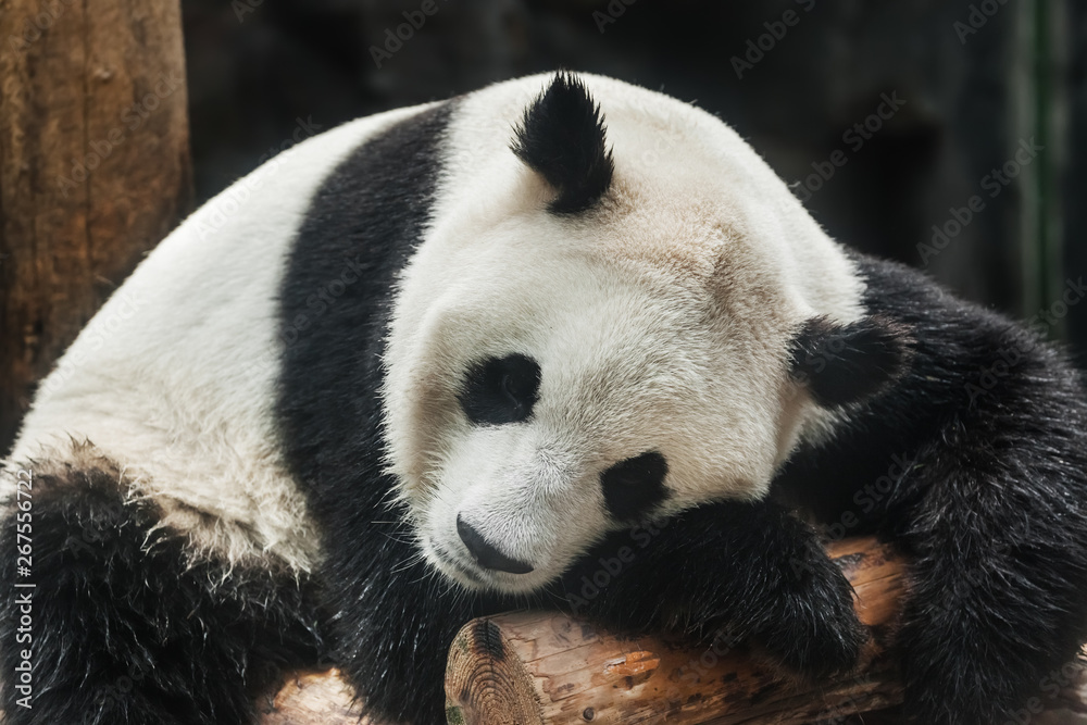 Obraz premium Giant panda