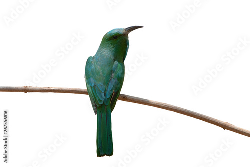 Blue-bearded Bee-eater bird isolated on white background photo