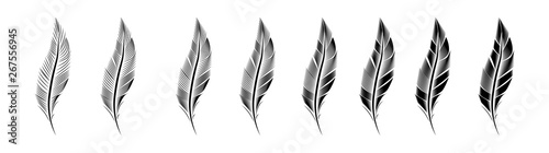 Collection of feather illustration, drawing, engraving, ink line art