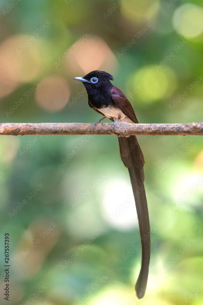 Fototapeta premium Japanese Paradise-flycatcher ,Beautiful long tail bird and rare