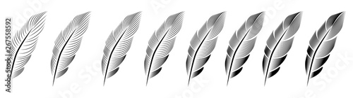 Collection of feather illustration, drawing, engraving, ink line art