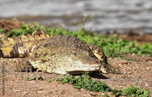 Crocodilian