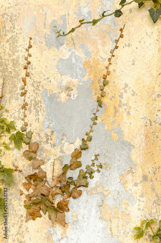 climbing plants from the wall of an old house