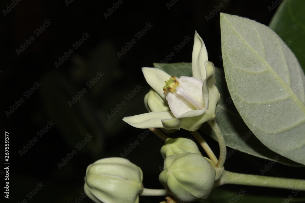 Obraz premium White Calotropis gigantea (crown flower) flower.