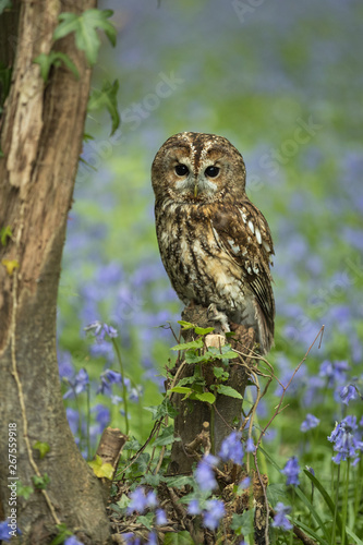 Tawny owl perched on a tree stump with bluebells surrounding.  