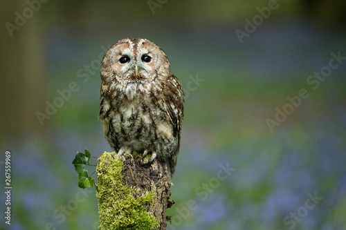 Tawny Owl perched on a post with bluebell wood in the background.  