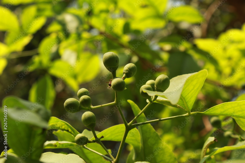 Fototapeta premium Aegle marmelos or bael flower buds closeup.