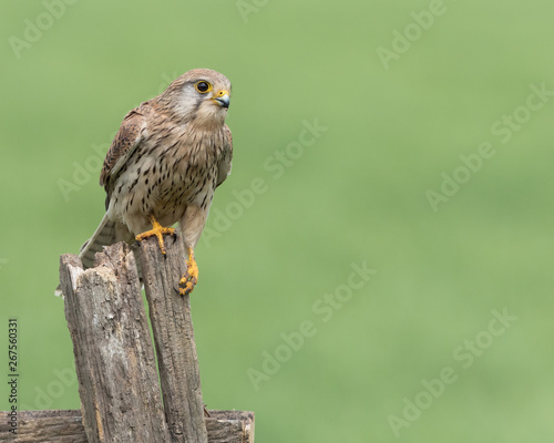 Female Kestrel perched on a post with a green background. 