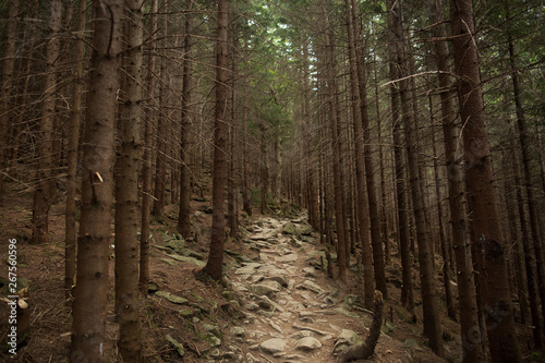Fototapeta Naklejka Na Ścianę i Meble -  Beautiful rocky path in pine forest