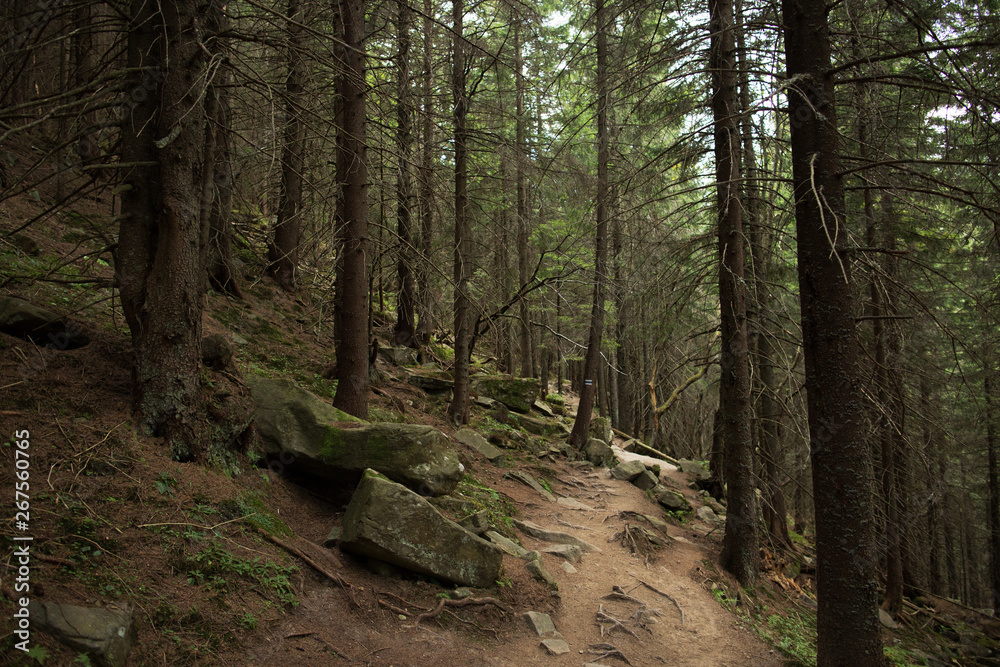 Beautiful rocky path in pine forest Beautiful rocky path in pine forest