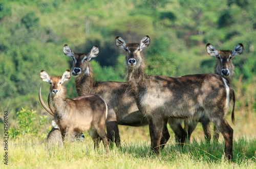 Photo herd of kudus looking at the photographer