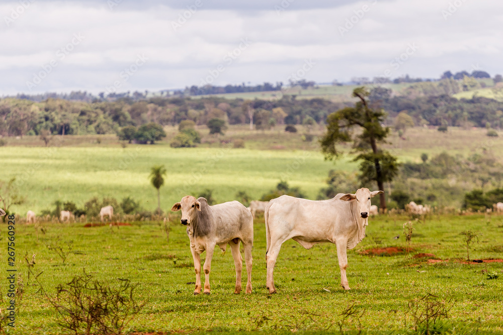 Herd of Nelore cattle in breeding for fattening. Livestock of Brazil and economy Herd of Nelore cattle in breeding for fattening. Livestock of Brazil and economy