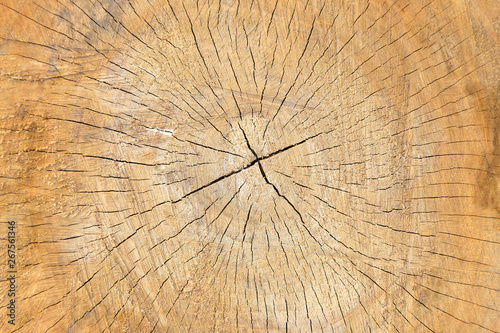  Wooden cut texture,background close-up