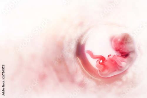 Quadro su tela Human fetus on scientific background