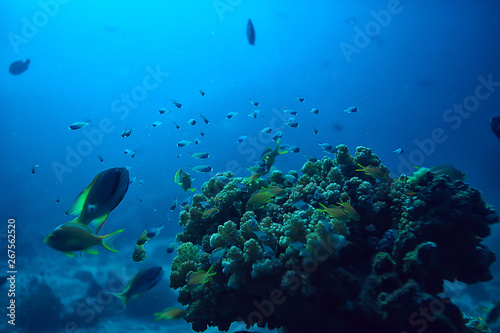 coral reef underwater   lagoon with corals  underwater landscape  snorkeling trip