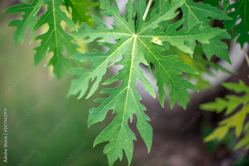 Blurred natural background of green leaves (papaya) has a small, pointed shape. It is beautiful along the growing line. The results can be eaten, a food that helps to excrete. Blurred natural background of green leaves (papaya) has a small, pointed shape. It is beautiful along the growing line. The results can be eaten, a food that helps to excrete.
