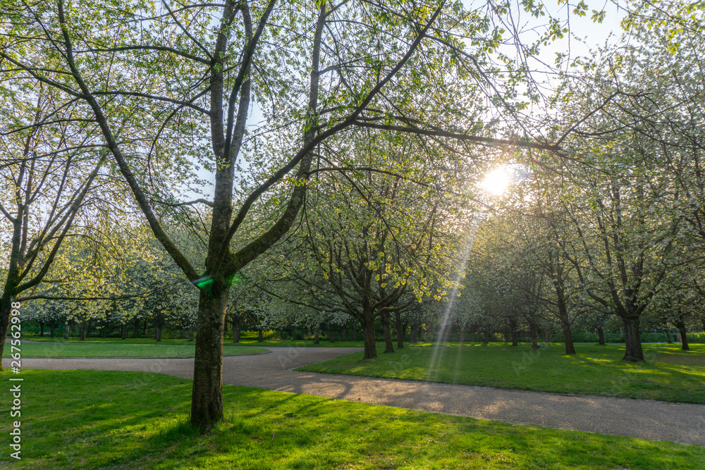 Obraz premium Park in Paris with a pedestrian. Taken during spring. View of white sakura flowers or cherry blosooms. Good for family recreation or sport.