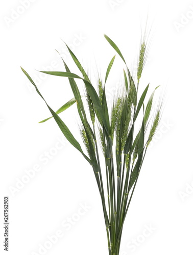 Green young ears of wheat isolated on white background with clipping path