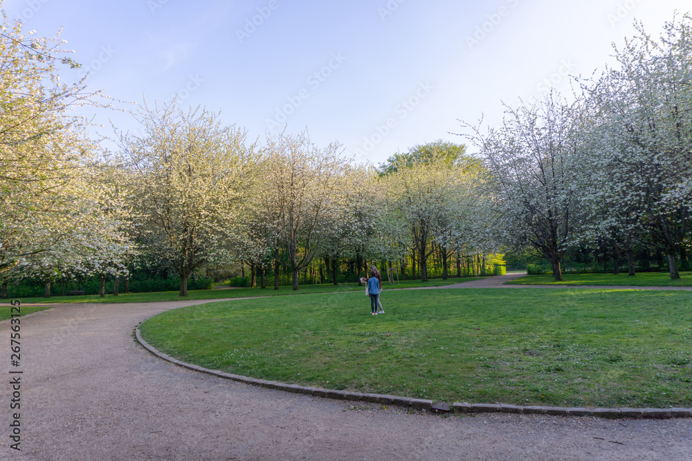 Park in Paris with a pedestrian. Taken during spring. View of white sakura flowers or cherry blosooms. Good for family recreation or sport. Park in Paris with a pedestrian. Taken during spring. View of white sakura flowers or cherry blosooms. Good for family recreation or sport.