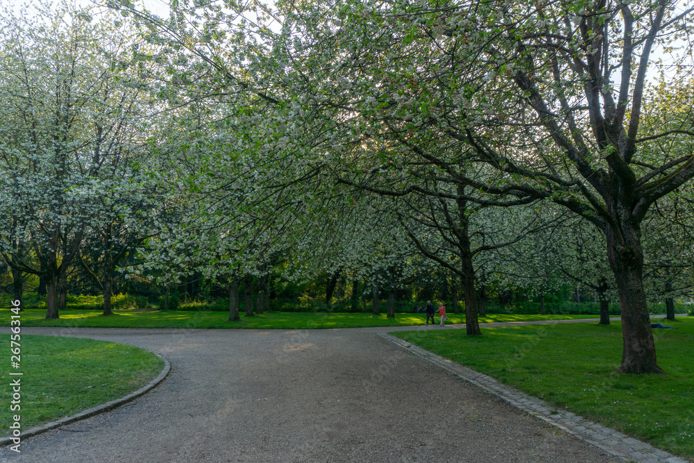 Park in Paris with a pedestrian. Taken during spring. View of white sakura flowers or cherry blosooms. Good for family recreation or sport.