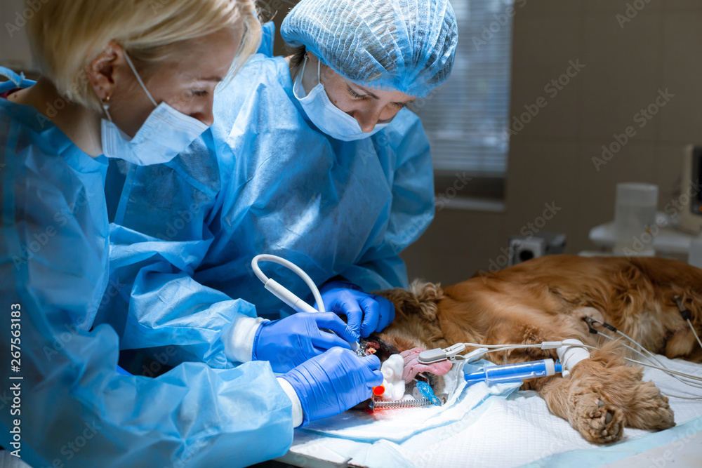 Veterinary dentistry. Dentist surgeon veterinarian with an assistant cleans and treats the dog's