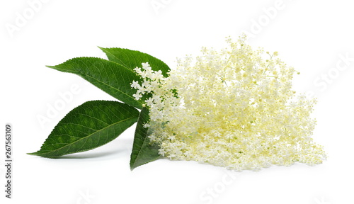 Blossoming elder, elderberry with flowers and leaves isolated on white background