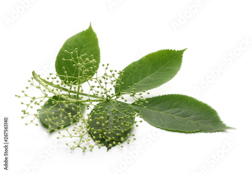 Elder, elderberry with young flower and leaves
