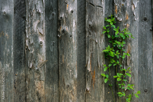 Wild plant in the garden. plant and wood. Wooden background. Ecology. The living and the dead