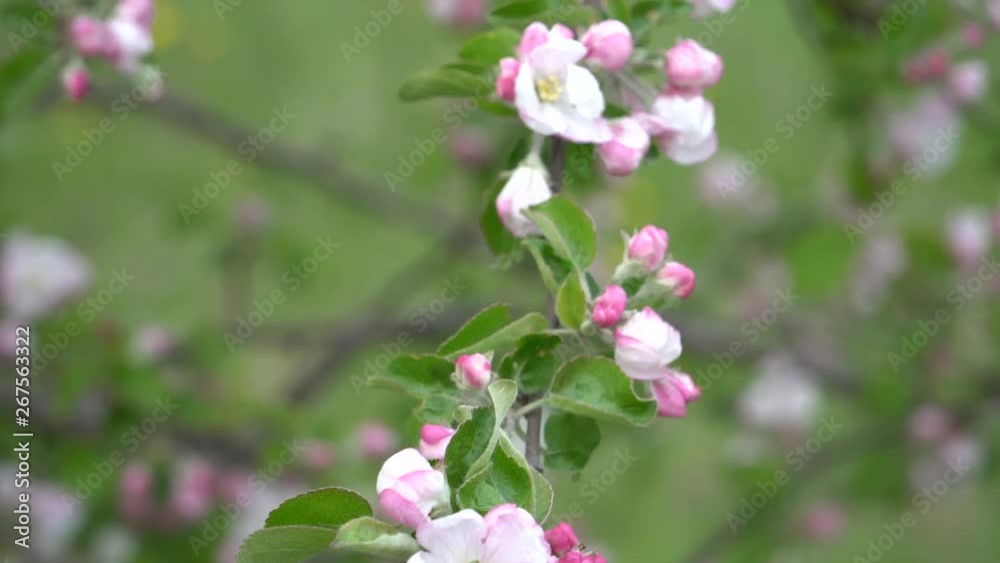 Flowering apple branch swinging in wind. Springtime in the fruit trees garden. Colorful white to pink blossoms in a close-up scenic view. Flowering apple branch swinging in wind. Springtime in the fruit trees garden. Colorful white to pink blossoms in a close-up scenic view.