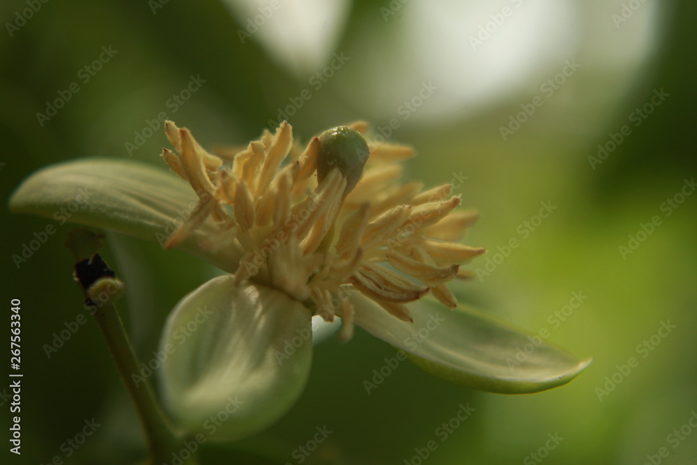 Aegle marmelos or bael flower closeup. Aegle marmelos or bael flower closeup.