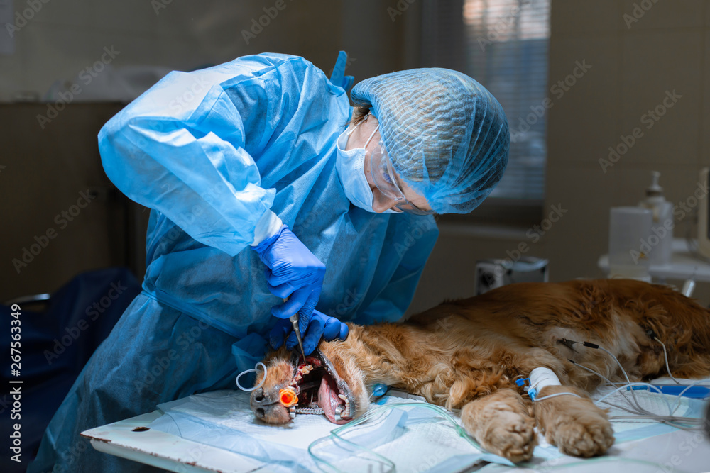 Veterinary dentistry. Dentist surgeon veterinarian treats and removes