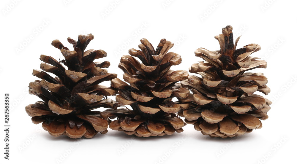 Pine cones isolated on white background Pine cones isolated on white background