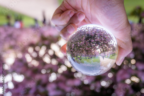 A hand holding a crystal ball for optical illusion. Known as an orbuculum, is a crystal or glass ball and common fortune telling object. Performance of clairvoyance and scrying