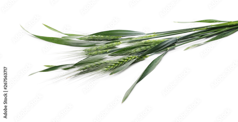 Fototapeta premium Green young ears of wheat isolated on white background