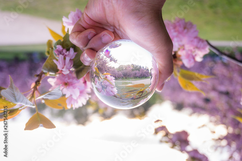 A hand holding a crystal ball for optical illusion. Known as an orbuculum, is a crystal or glass ball and common fortune telling object. Performance of clairvoyance and scrying